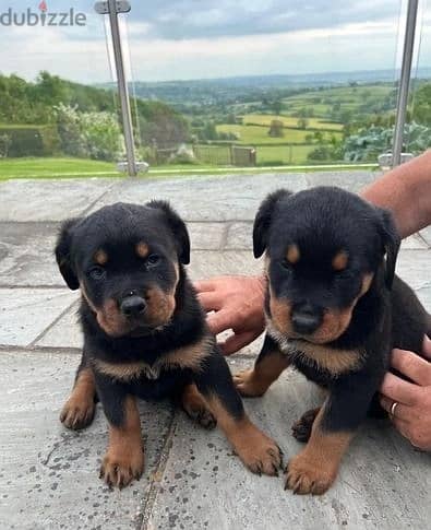 Rottweiler Puppies//Whatsapp Me (+966) 588993320