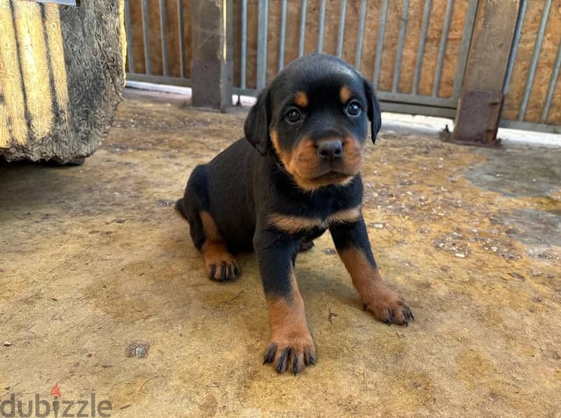 Rottweiler Puppies//Whatsapp Me (+966) 588993320 1