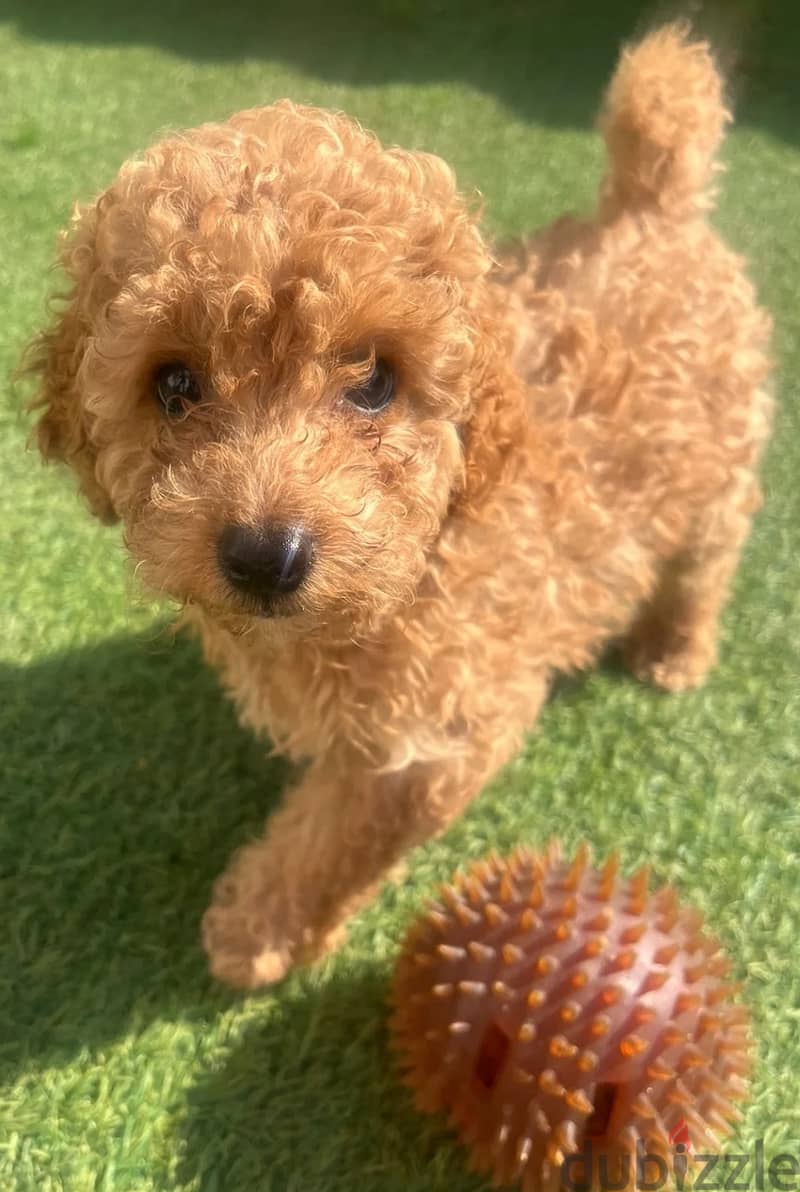Toy Poodle Puppies//Whatsapp Me +966 (583)-921348 1