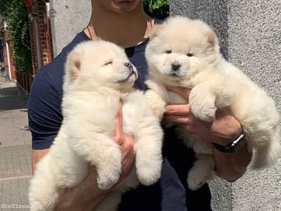 Chow Chow Puppies//Whatsapp Me +966 (583)921348
