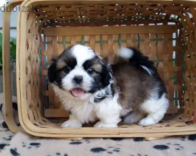 Whatsapp Me (+966) 588993320//Shih Tzu Puppies