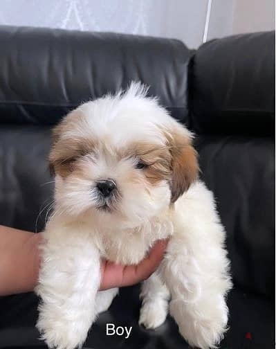 Whatsapp Me (+966) 588993320//Shih Tzu Puppies 1