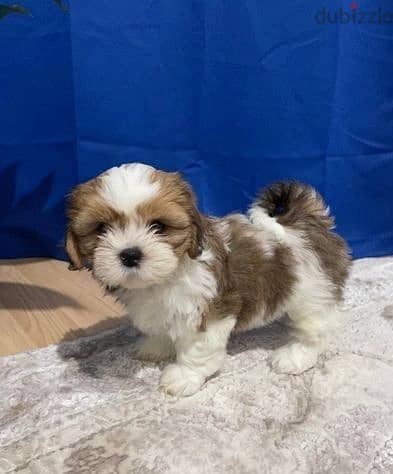 Shih Tzu Puppies//Whatsapp Me (+966) 588993320