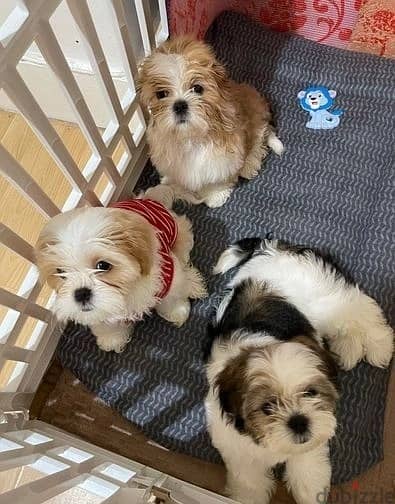 Shih Tzu Puppies//Whatsapp Me (+966) 588993320 1