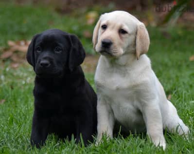 Whatsapp Me +966 (583)-921348//Labrador Puppies