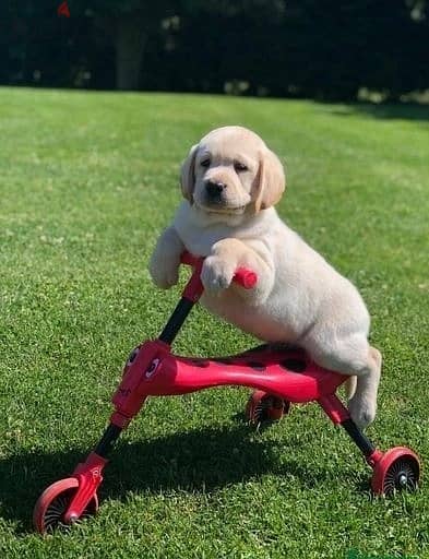 Whatsapp Me +966 (583)-921348//Labrador Puppies 1