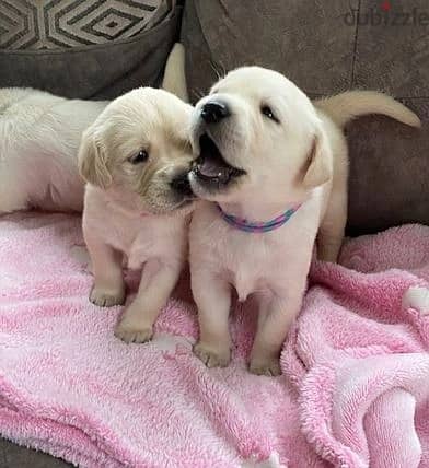 Whatsapp Me +966 (583)-921348//Labrador Puppies