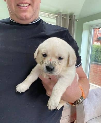 Whatsapp Me +966 (583)-921348//Labrador Puppies 1