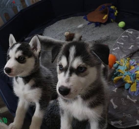 Whatsapp Me (+966) 588993320//Siberian Husky Puppies 1