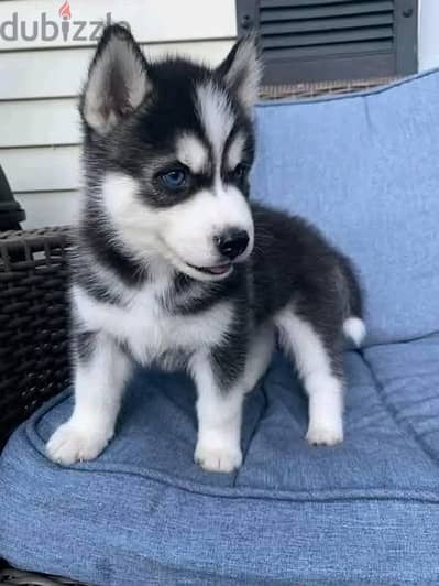 Siberian Husky//Whatsapp Me (+966) 588993320