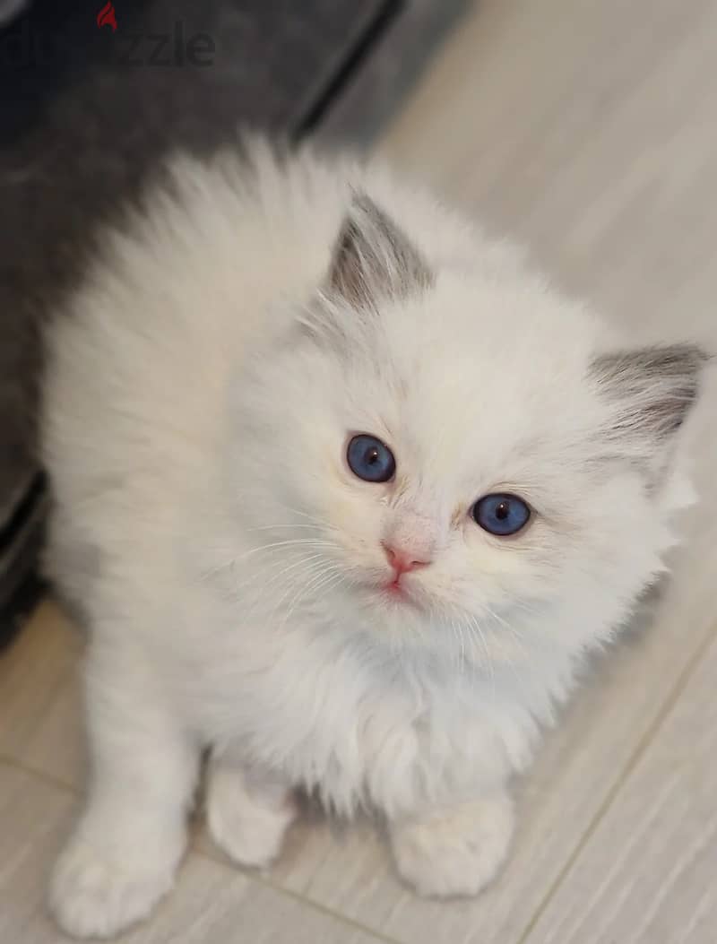 Ragdoll Cats//Whatsapp Me (+966) 588993320 1