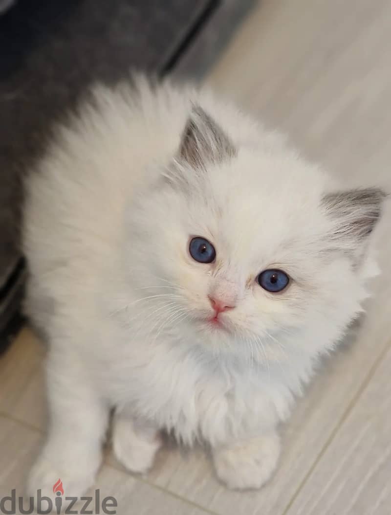 Ragdoll Cats//Whatsapp Me (+966) 588993320 1