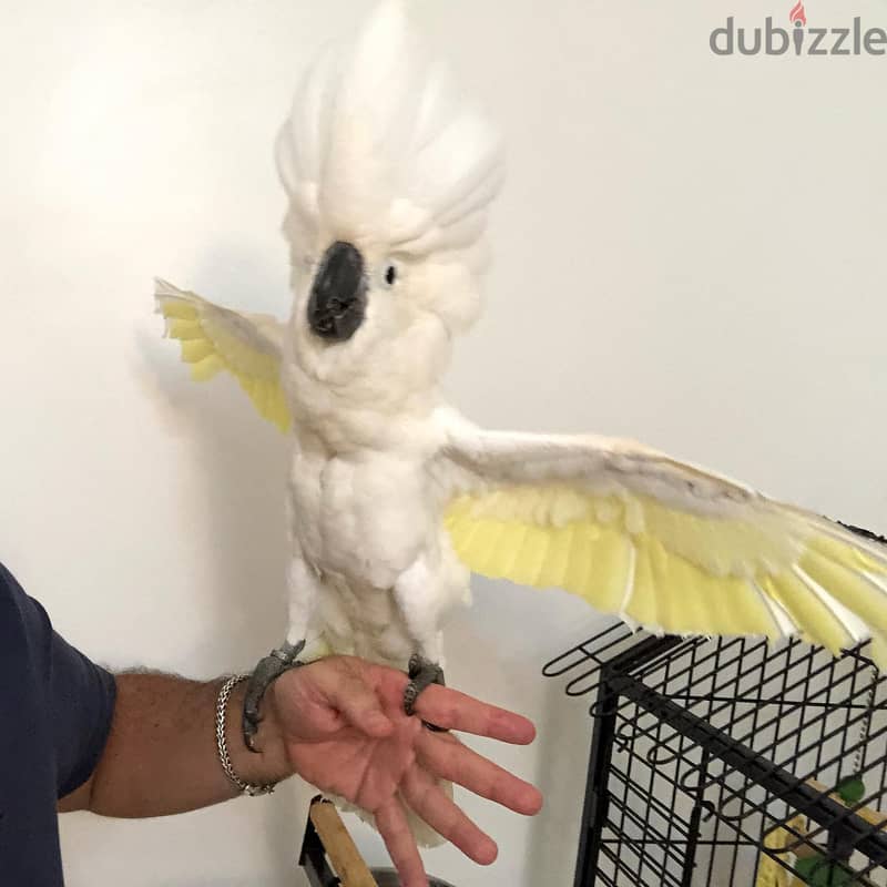 Whatsapp Me (+966) 588993320//Umbrella Cockatoos 1