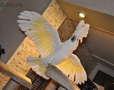 Umbrella Cockatoos//Whatsapp Me (+966) 588993320