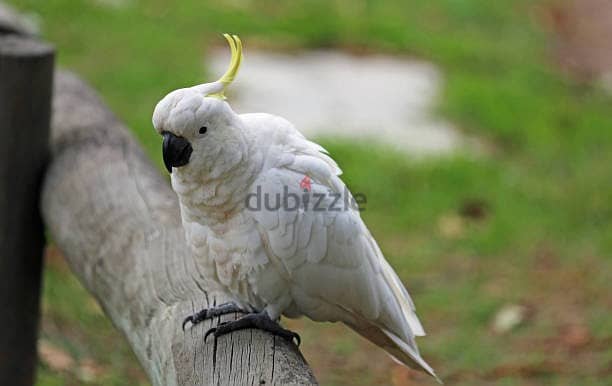 Umbrella Cockatoos//Whatsapp Me (+966) 588993320 1