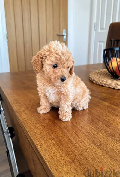 Whatsapp Me +966 (583)921348//Toy Poodle Puppies