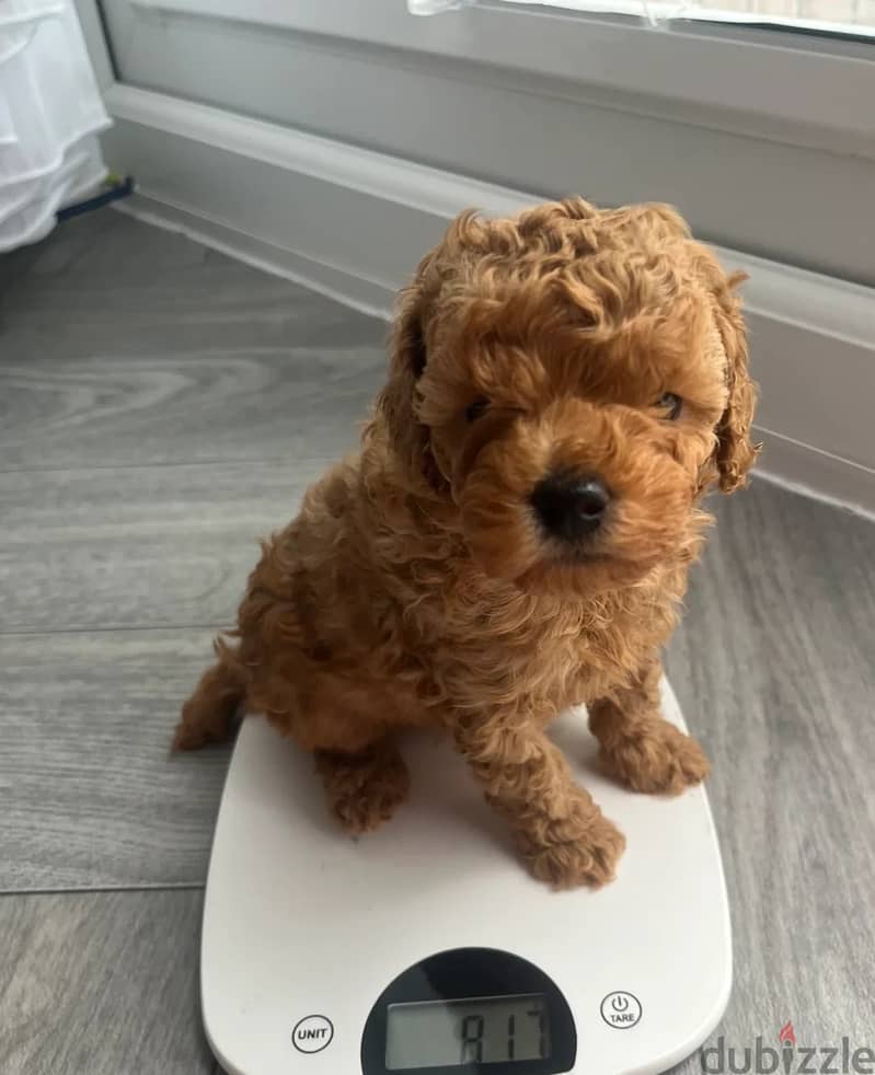 Whatsapp Me +966 (583)921348//Toy Poodle Puppies 1