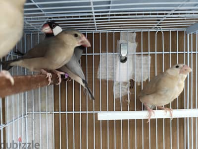 Pastel split emo breeder pair with 3 chiks 1 emo pastel very rare