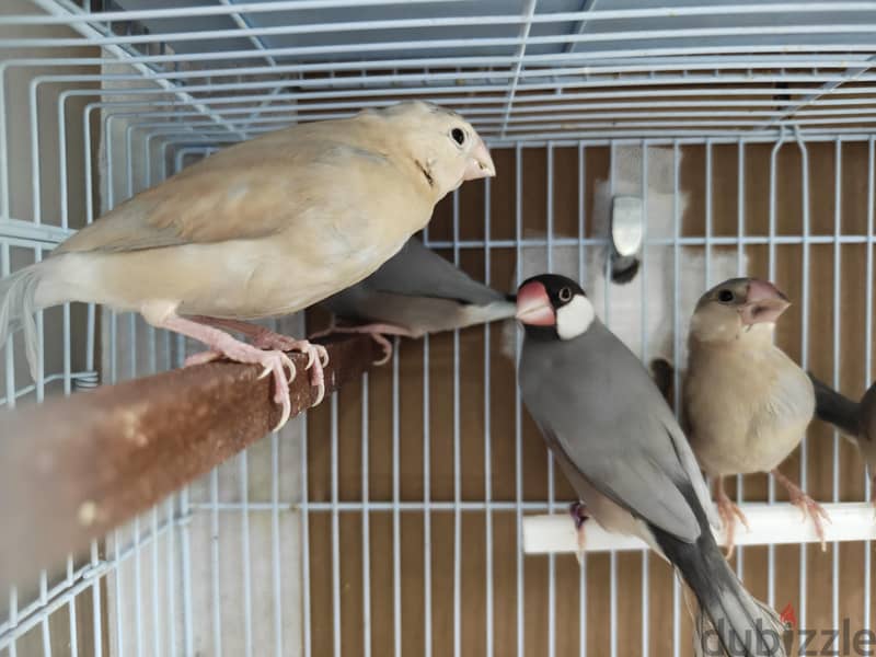 Pastel split emo breeder pair with 3 chiks 1 emo pastel very rare 1