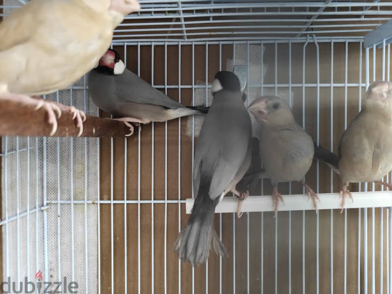 Pastel split emo breeder pair with 3 chiks 1 emo pastel very rare 2
