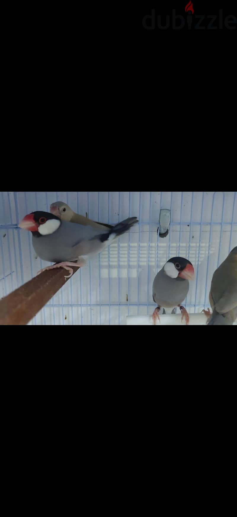 Pastel split emo breeder pair with 3 chiks 1 emo pastel very rare 3