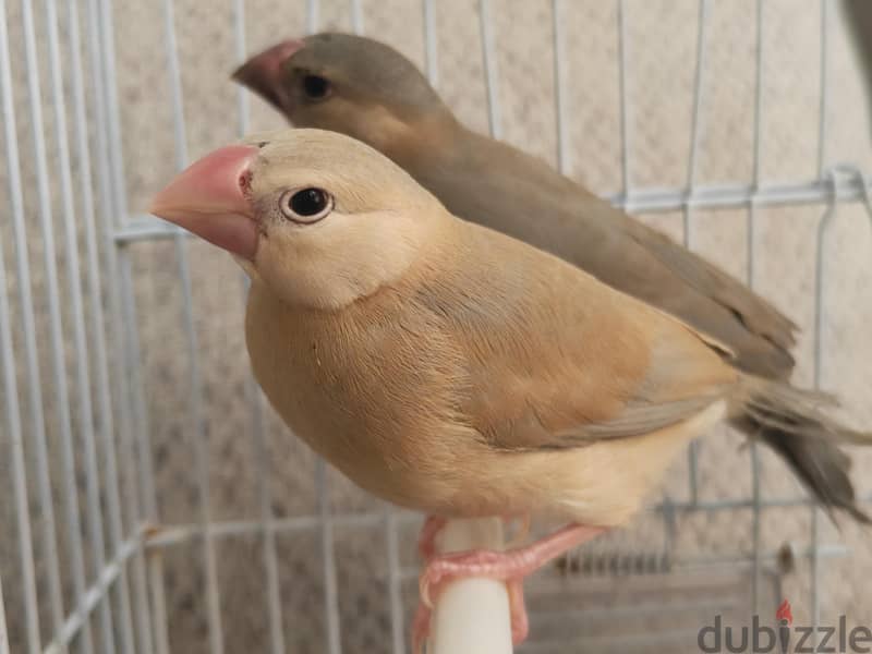 Pastel split emo breeder pair with 3 chiks 1 emo pastel very rare 4