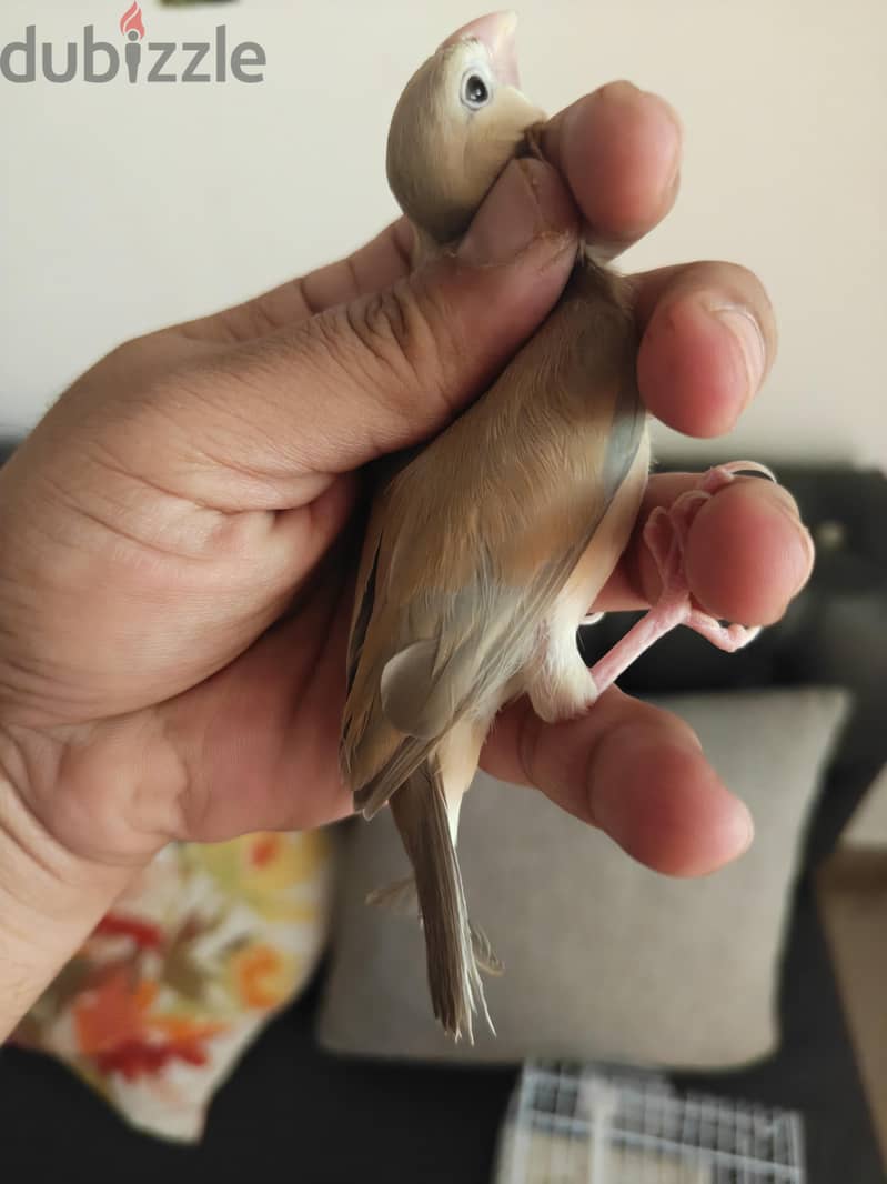 Pastel split emo breeder pair with 3 chiks 1 emo pastel very rare 5