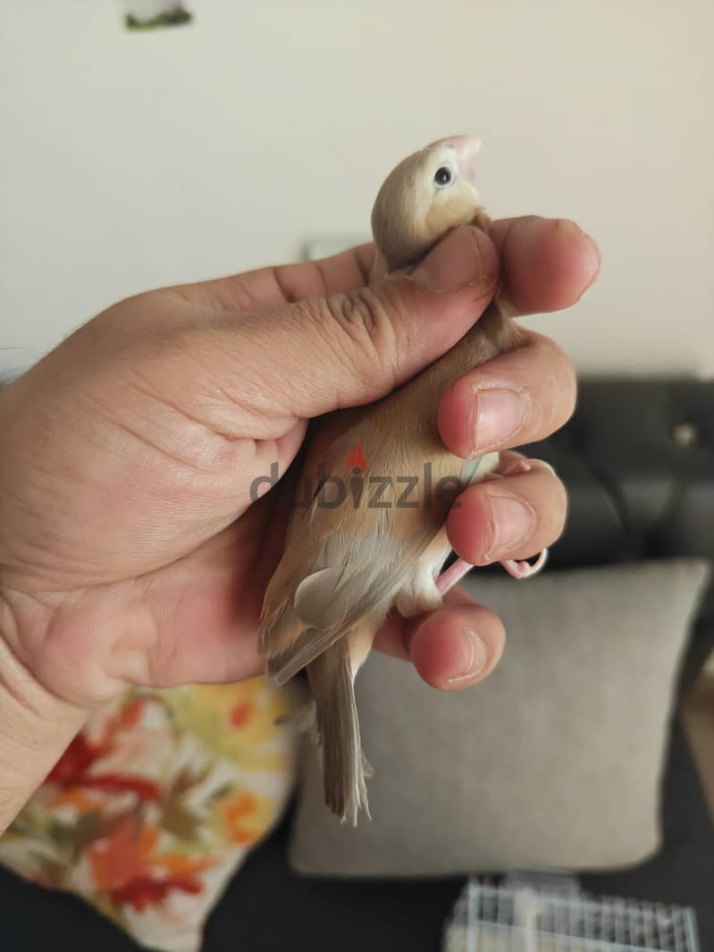 Pastel split emo breeder pair with 3 chiks 1 emo pastel very rare 6