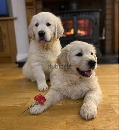 Whatsapp Me (+966) 588993320//Golden Retriever