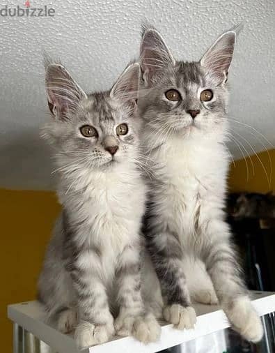 Whatsapp Me +966 (583)-921348//Maine Coon Cats