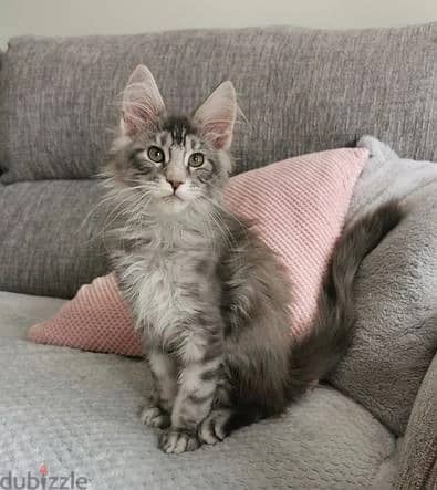 Whatsapp Me +966 (583)-921348//Maine Coon Cats 1