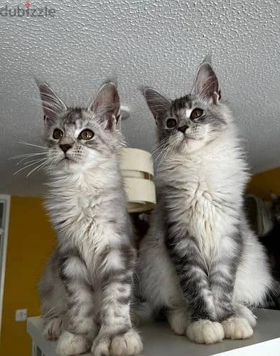 Whatsapp Me +966 (583)-921348//Maine Coon Cats