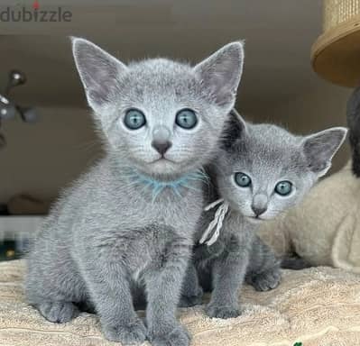 Rus-sian Blue Cats//Whatsapp Me (+966) 588993320