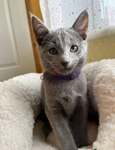 Rus-sian Blue Cats//Whatsapp Me (+966) 588993320 1