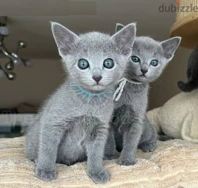 Whatsapp Me (+966) 588993320//Russian Blue Cats