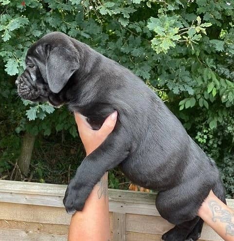 Whatsapp Me (+966) 588993320//Cane Corso Puppies 1