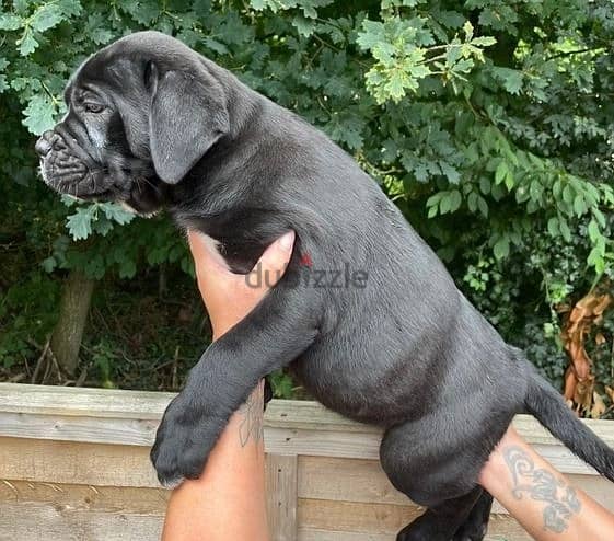 Whatsapp Me (+966) 588993320//Cane Corso Puppies 1