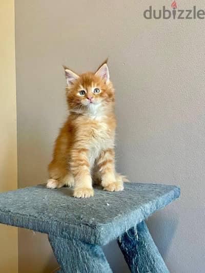 mainecoon kittens free for adoption