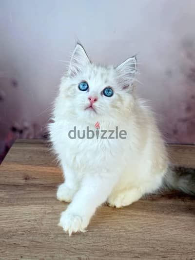 Ragdoll kitten free for adoption