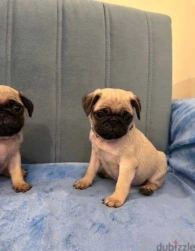 Whatsapp Me +966 (583)-921348//Pug Puppies 1