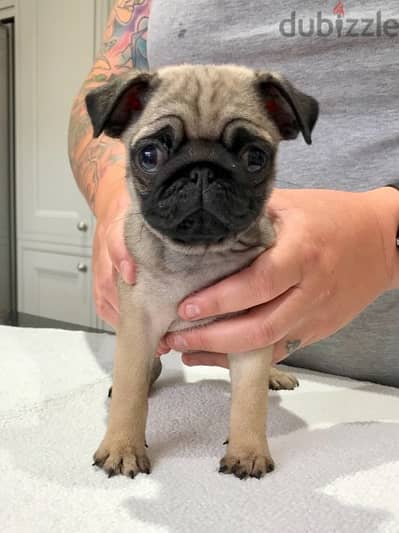 Pug Puppies//Whatsapp Me +966 (583)-921348