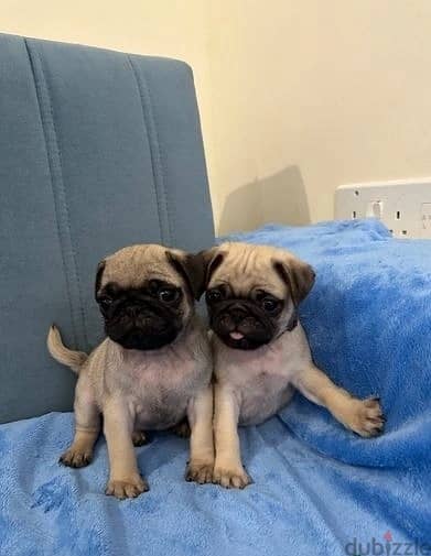 Pug Puppies//Whatsapp Me +966 (583)-921348 1