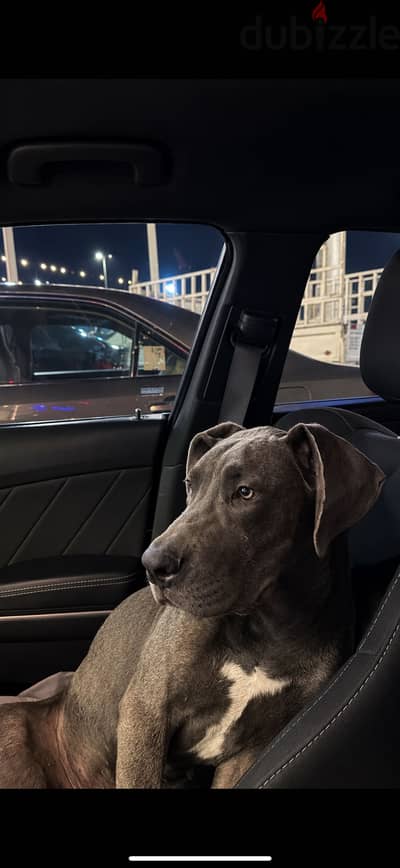 Great dane