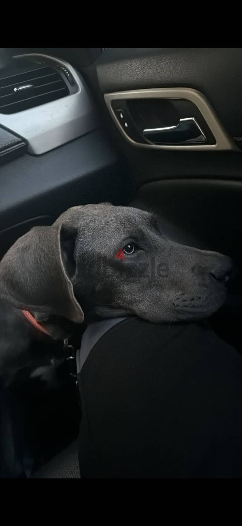 Great dane 1