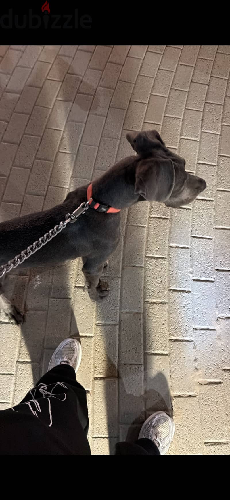 Great dane 2