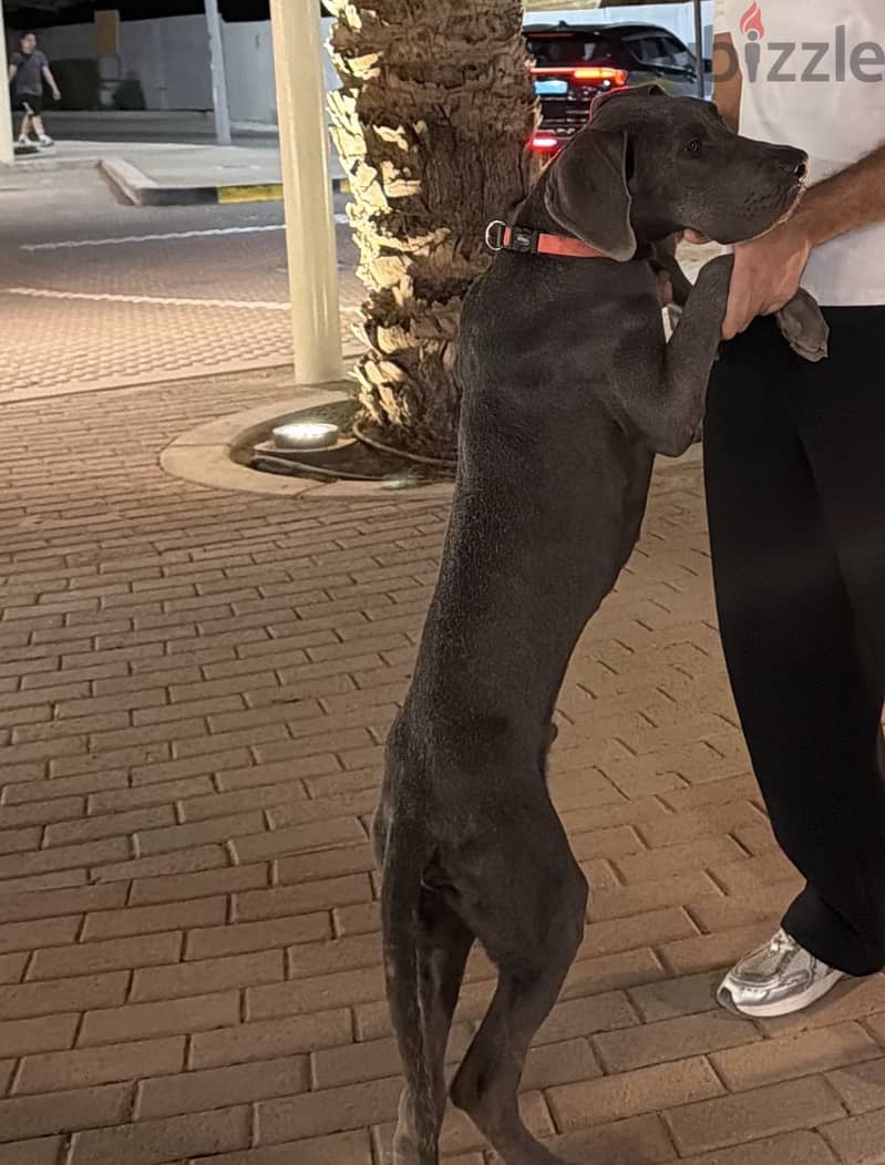 Great dane 3