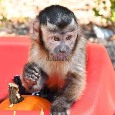 Capuchin Monkeys//Whatsapp Me +966 (583)-921348