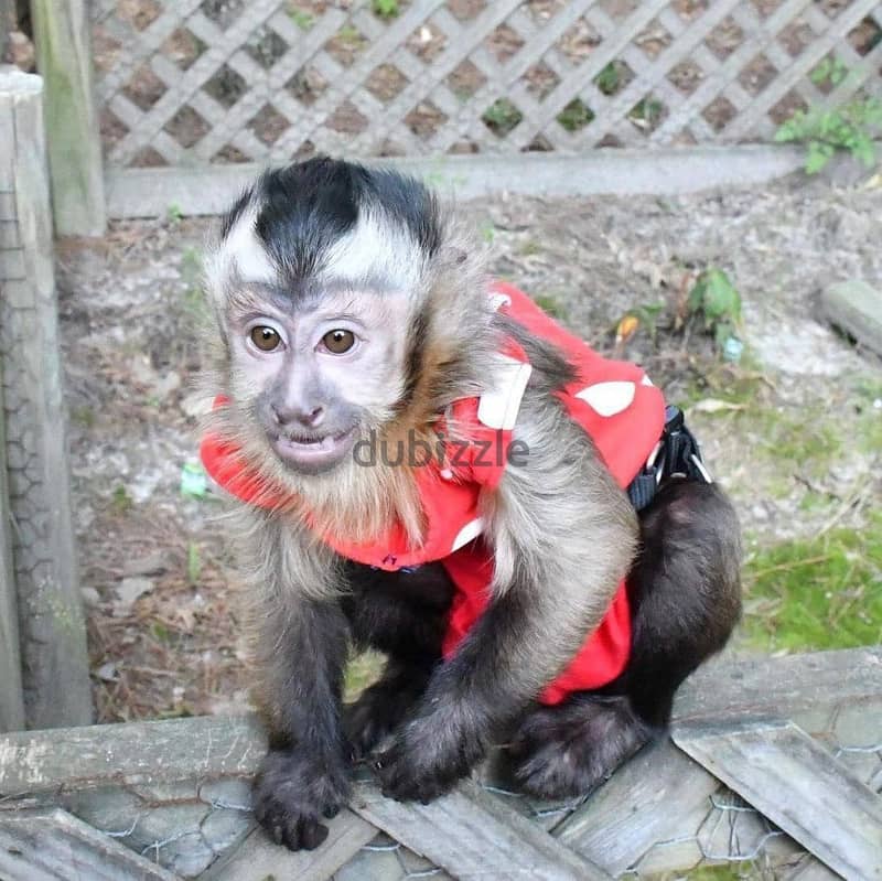 Capuchin Monkeys//Whatsapp Me +966 (583)-921348 1