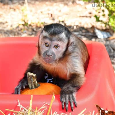 Whatsapp Me +966 (583)-921348//Capuchin Monkeys