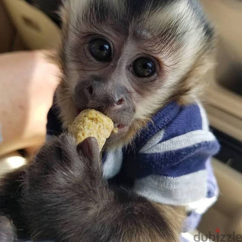 Whatsapp Me +966 (583)-921348//Capuchin Monkeys 1